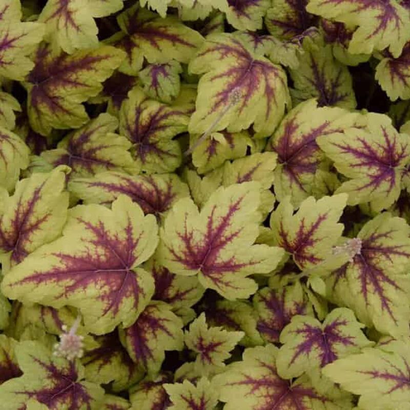 Heucherella 'Stoplight' ® ---